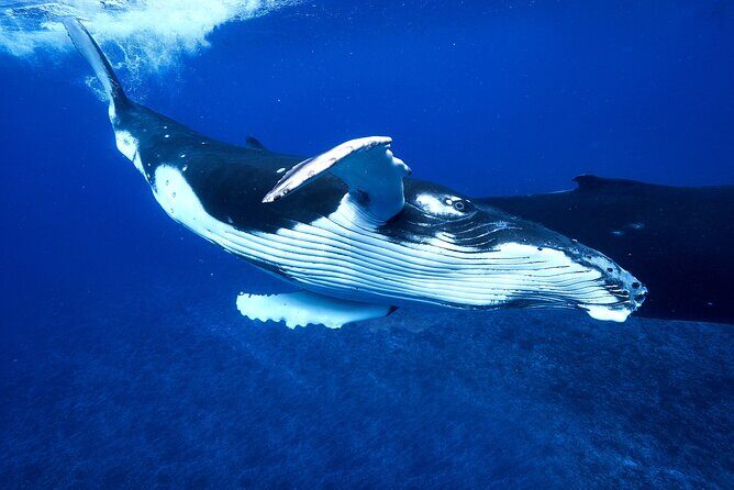 WHALE TOUR - Watching and Swimming with Whales - FAQ