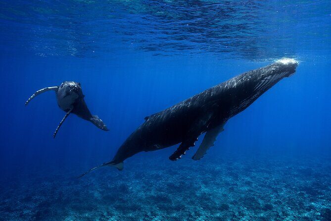 WHALE TOUR - Watching and Swimming with Whales - Final Word