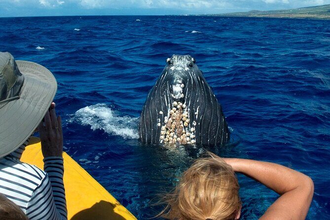 Whale Watch Adventure Aboard Maui's Only Luxury Super Raft - Authentic Guest Experiences
