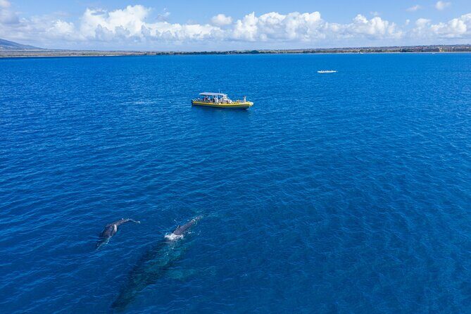 Whale Watch Adventure Aboard Maui's Only Luxury Super Raft - Who Should Consider This Tour?