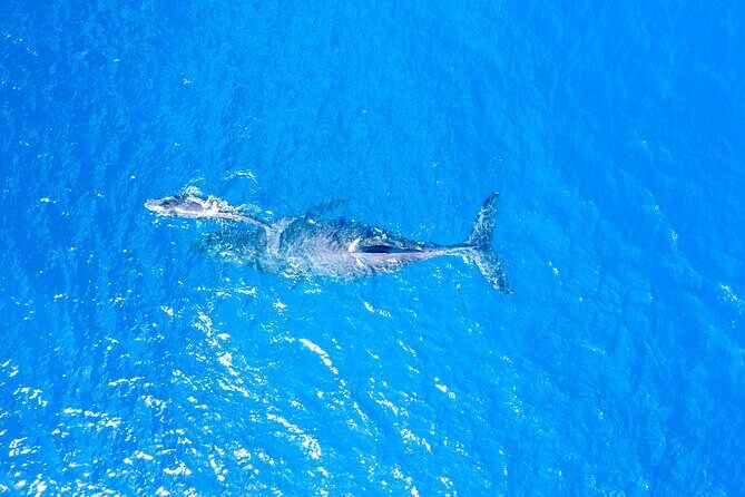 Whale Watch Adventure Aboard Maui's Only Luxury Super Raft - FAQ