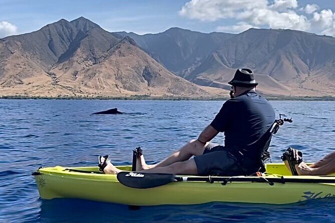 Whale Watch and Scenic Tour from Kayak - What to Expect from the Maui Kayak Tour