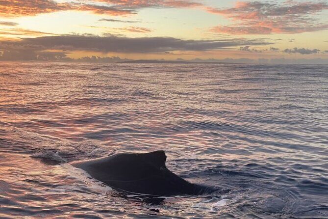 Whale Watch and Scenic Tour from Kayak - The Sum Up