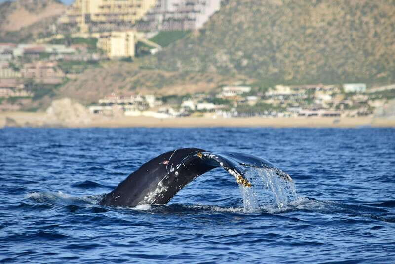 Whale Watch Cabo: Group Whale Watching Tour - FREE photos - Key Points