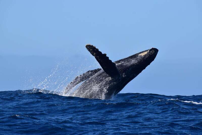 Whale Watch Cabo: Group Whale Watching Tour - FREE photos - How the Experience Feels