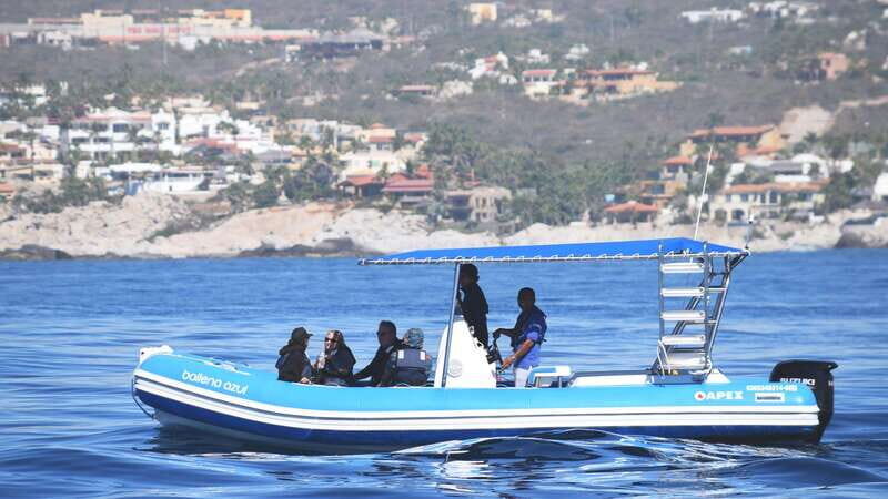 Whale Watch Cabo: Zodiac Whale Adventure - FREE Photos - What Could Be Better?