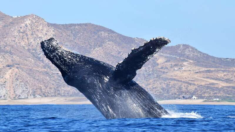 Whale Watch Cabo: Zodiac Whale Adventure - FREE Photos - Final Thoughts