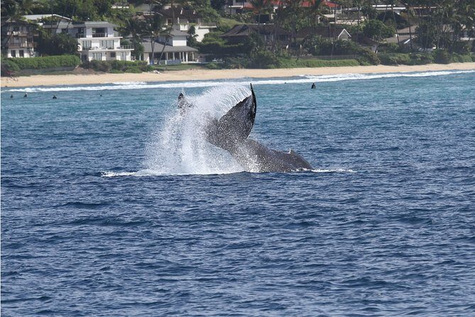 Whale Watch Cruise Aboard The Majestic by Atlantis Cruises - Exploring the Experience