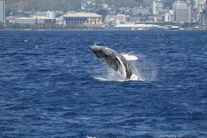 Whale Watch Cruise Aboard The Majestic by Atlantis Cruises - Final Thoughts