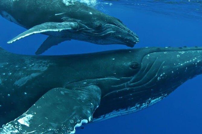 Whale Watch Excursion from the Big Island - Who Will Love This Tour
