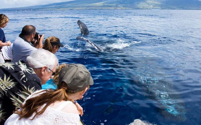 Whale Watch Sail Ma'alaea - Key Points