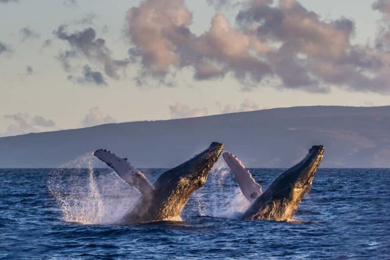 Whale Watch Sail Ma'alaea - Why This Whale Watching Tour Stands Out