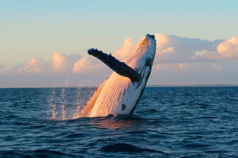 Whale Watch Sail Ma'alaea - The Marine Wildlife You Might See