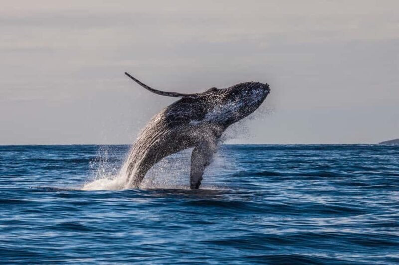 Whale Watch Sail Ma'alaea - Who Will Love This Tour?