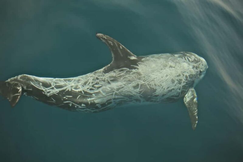 Whale watching - Who Is This Tour Best For?