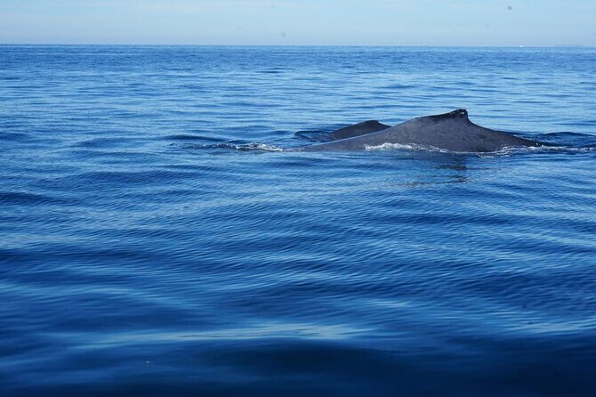 Whale watching 3 hours in Puerto Vallarta - FAQ