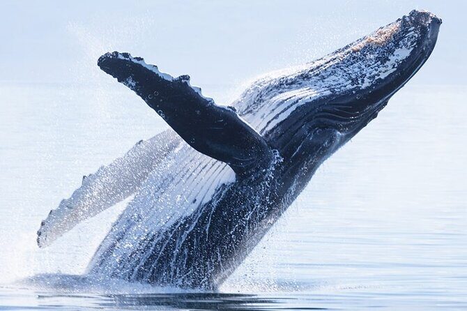 Whale watching 6 people half day - What This Whale Watching Tour Offers