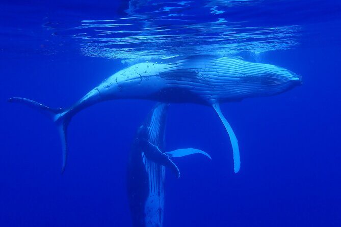 Whale watching 6 people half day - Who Should Consider This Tour?