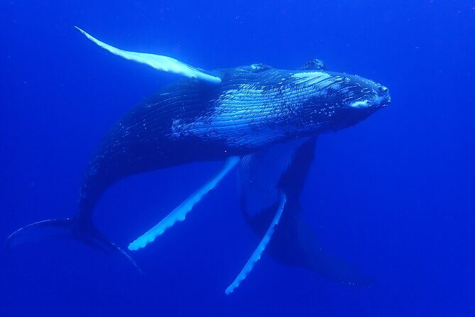 Whale watching 6 people half day - Final Thoughts