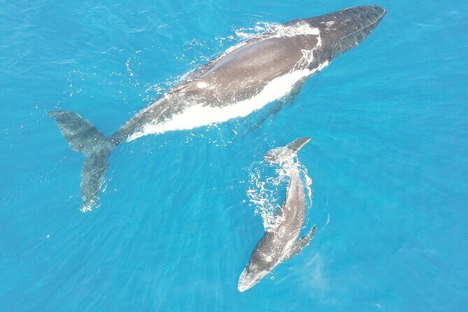 Whale Watching Activity - Who Should Book This Tour?