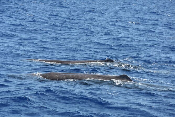 Whale Watching Activity in North Coast - Key Points