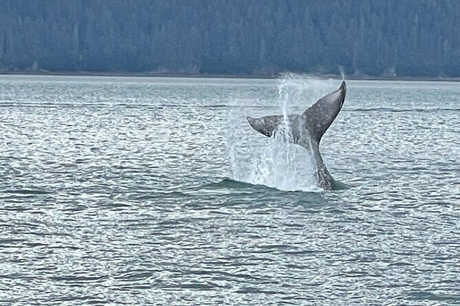 Whale Watching Adventure in Juneau - An Honest Take on the Whale Watching Adventure in Juneau
