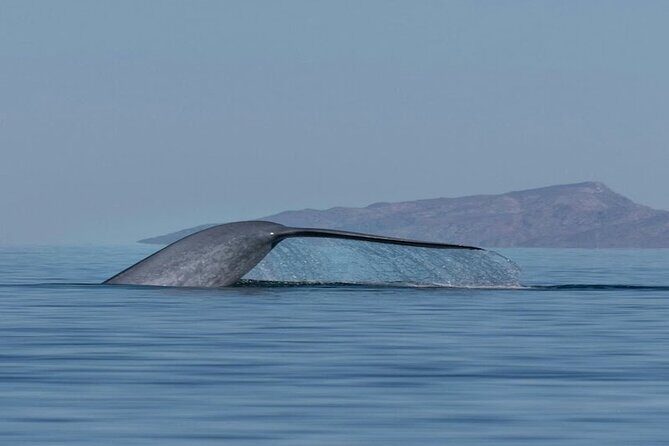 Whale Watching Adventure in Loretos Sea of Cortez - Key Points