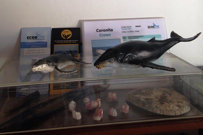 Whale Watching Adventure - leaded by marine biologist. - Pros and Cons