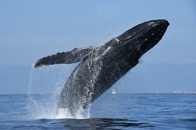 Whale Watching Adventure - leaded by marine biologist. - FAQ