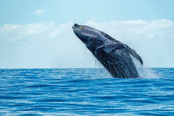Whale Watching Adventure -Speed Boat & Small Group - Key Points