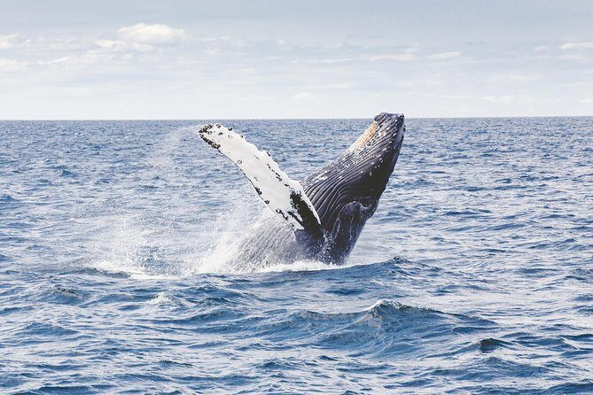 Whale Watching Adventure -Speed Boat & Small Group - FAQ