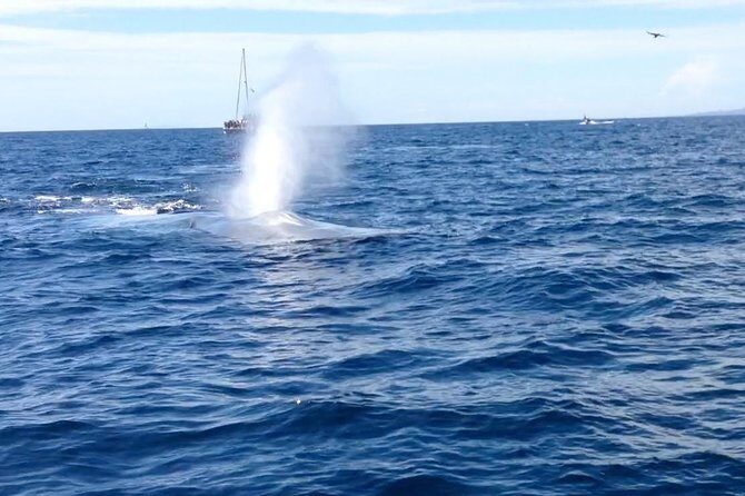 Whale Watching and Fishing Combination Excursions - The Experience: Pros and Cons from Travelers’ Perspectives