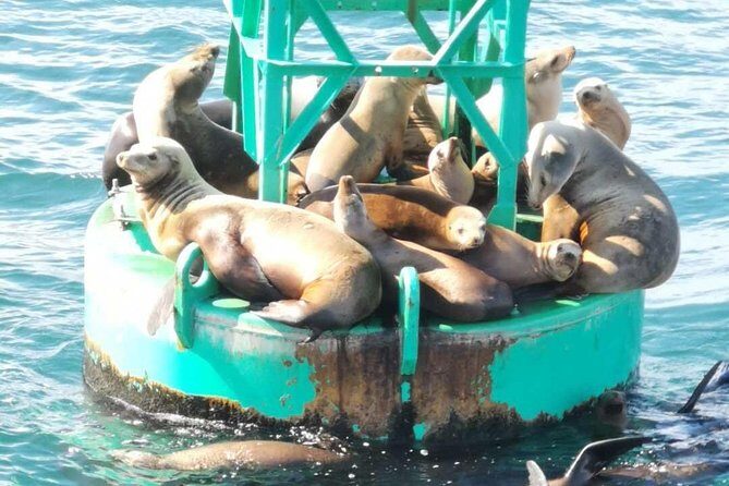 Whale Watching and Fishing Combination Excursions - Is This Tour Right for You?