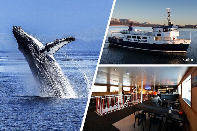 Whale Watching and Marine Life Tour in Reykjavik - Who Would Love This Tour?