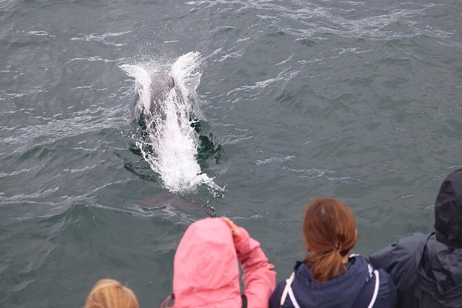 Whale Watching and Northern Lights Half-Day Combo Tour - Who Is This Tour Best For?