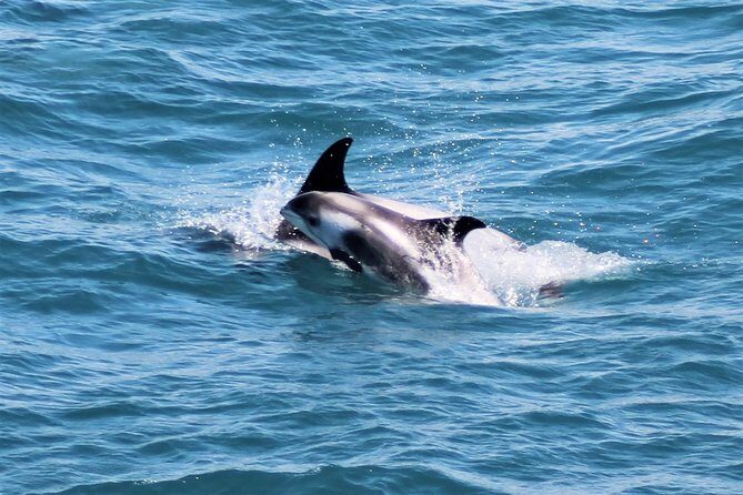 Whale Watching and Northern Lights Half-Day Combo Tour - Final Words