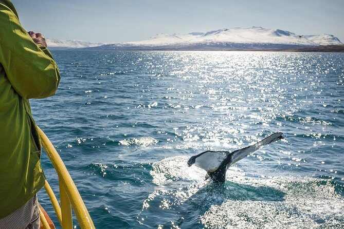 Whale Watching and Sea Angling Tour - The Experience You Can Expect