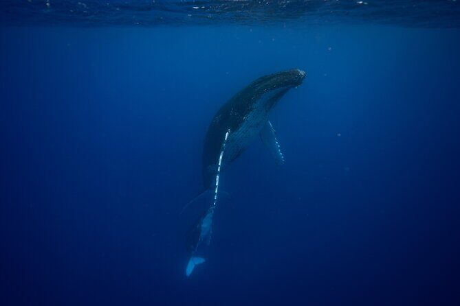 Whale watching and snorkelling in Moorea - The Boat Journey and Coastal Exploration