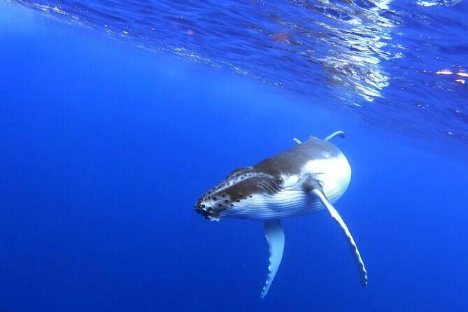 Whale watching and snorkelling in Moorea - Weather and Flexibility