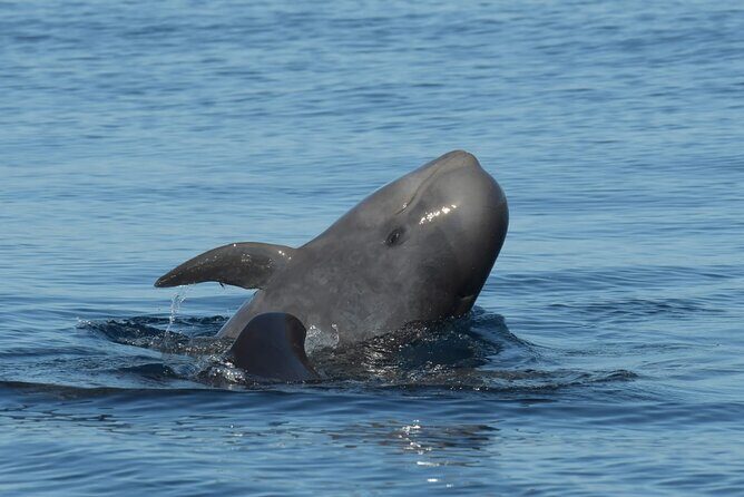 Whale watching and snorkelling in the whale sanctuary - The Itinerary in Detail