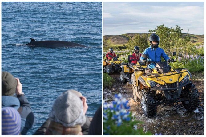 Whale Watching & ATV Adventure from Reykjavik - The Experience: What Really Stands Out