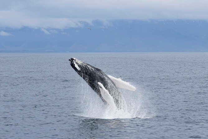 Whale-Watching Boat Tour with Expert Guide from Reykjavik - What to Expect from the Whale-Watching Tour