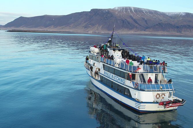 Whale-Watching Boat Tour with Expert Guide from Reykjavik - Wildlife Guarantee and Cancellations