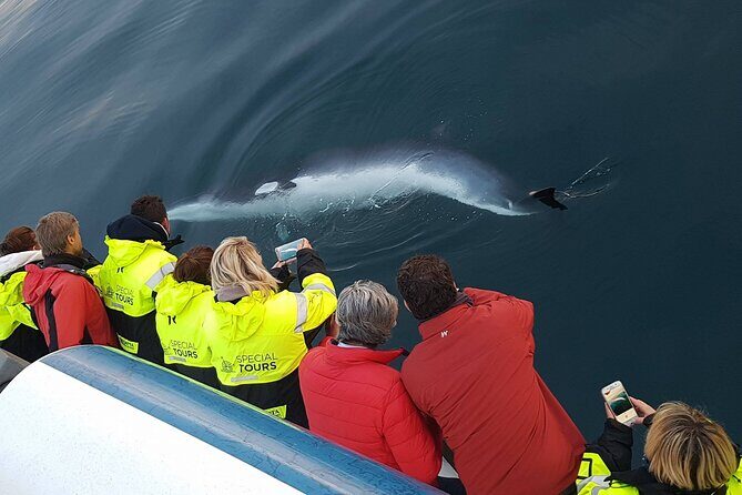 Whale-Watching Boat Tour with Expert Guide from Reykjavik - Pricing and Value