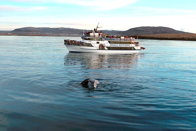 Whale-Watching Boat Tour with Expert Guide from Reykjavik - Who Will Enjoy This Tour?