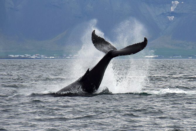 Whale-Watching Boat Tour with Expert Guide from Reykjavik - The Sum Up