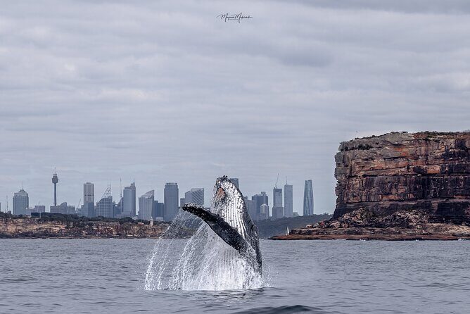 Whale Watching Boat Trip in Sydney - An Overview of the Whale Watching Experience