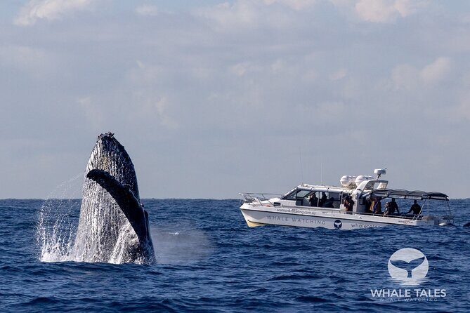Whale Watching Boat Trip in Sydney - What Makes This Tour Special?