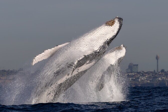 Whale Watching Boat Trip in Sydney - The Cost and Value