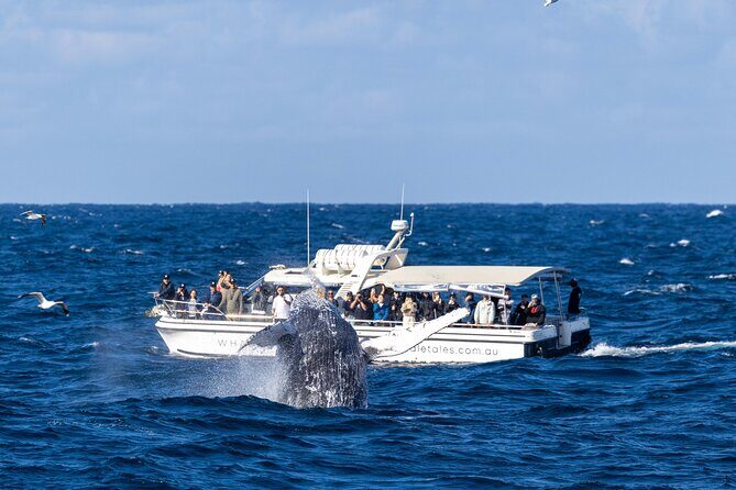 Whale Watching Boat Trip in Sydney - The Weather and Seasickness Considerations